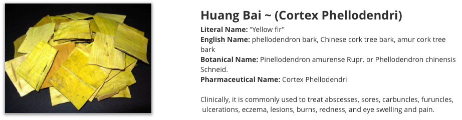 Huang Bai phellodendron
